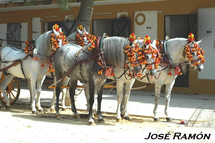 Foto de Jerez  de la Frontera (Cádiz), España