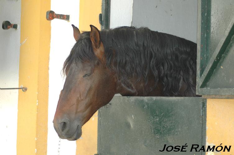 Foto de Jerez  de la Frontera (Cádiz), España