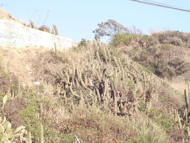 Foto de QUINTAY, Chile