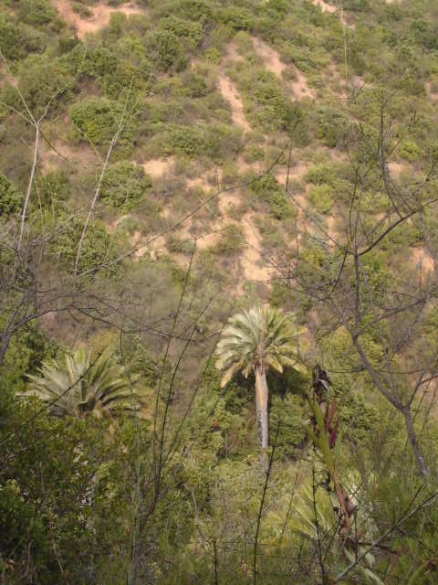 Foto de QUILPUE, Chile