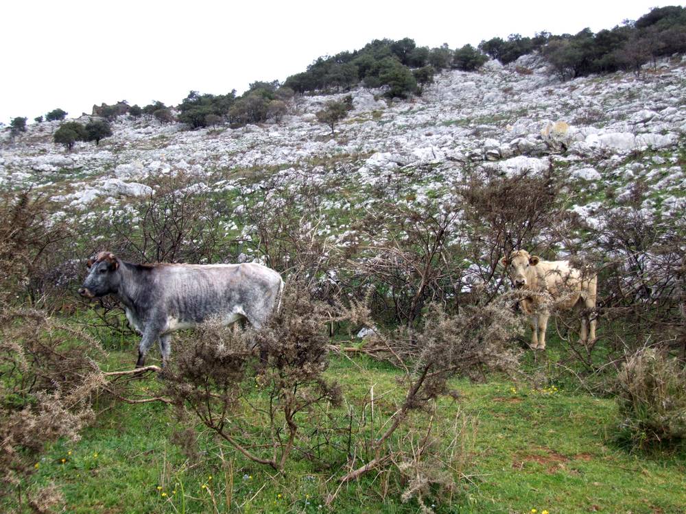 Foto de Peña Cabarga (Cantabria), España