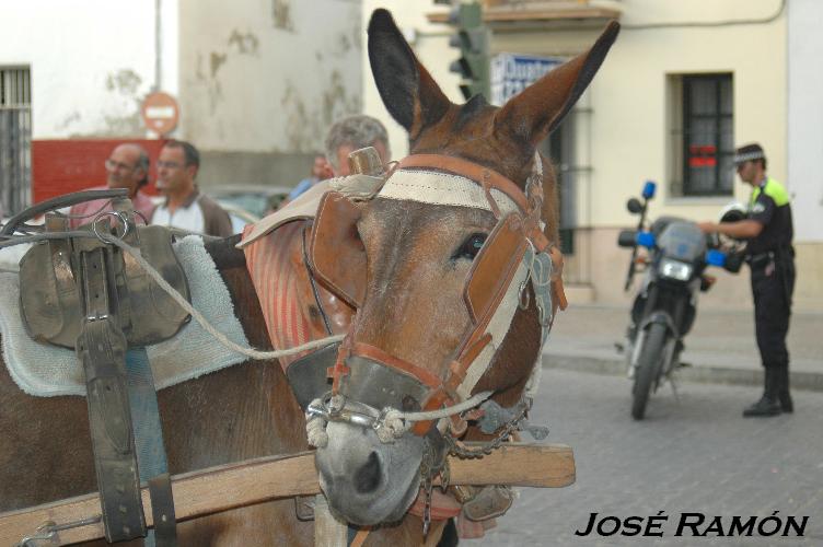 Foto de Jerez  de la Frontera (Cádiz), España