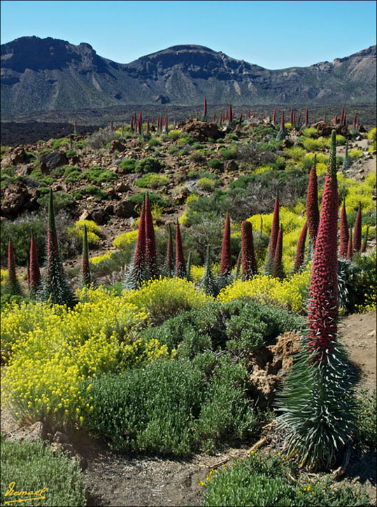 Foto de Teide - Tenerife (Santa Cruz de Tenerife), España