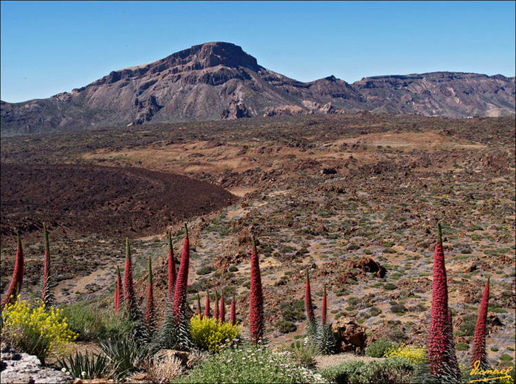 Foto de Teide - Tenerife (Santa Cruz de Tenerife), España