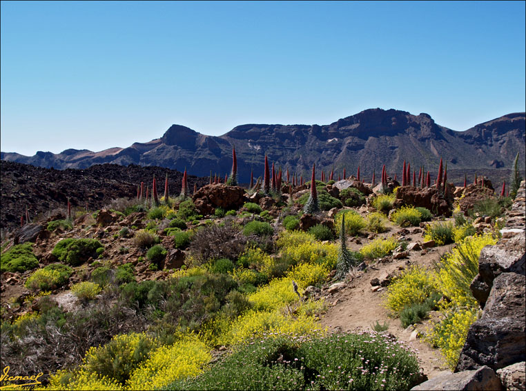 Foto de Teide - Tenerife (Santa Cruz de Tenerife), España