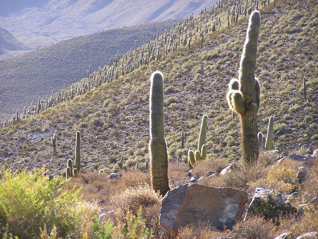 Foto de Los Cardones, Argentina