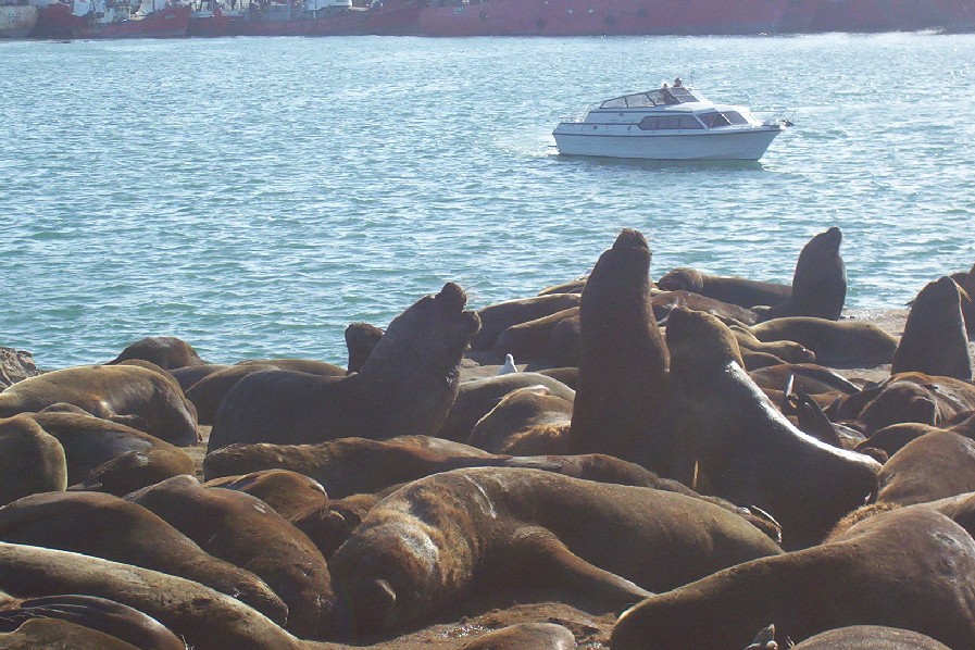 Foto de Mar del Plata, Argentina