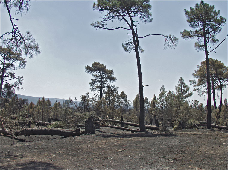 Foto de Alto Tajo (Guadalajara), España