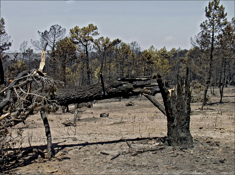 Foto de Alto Tajo (Guadalajara), España