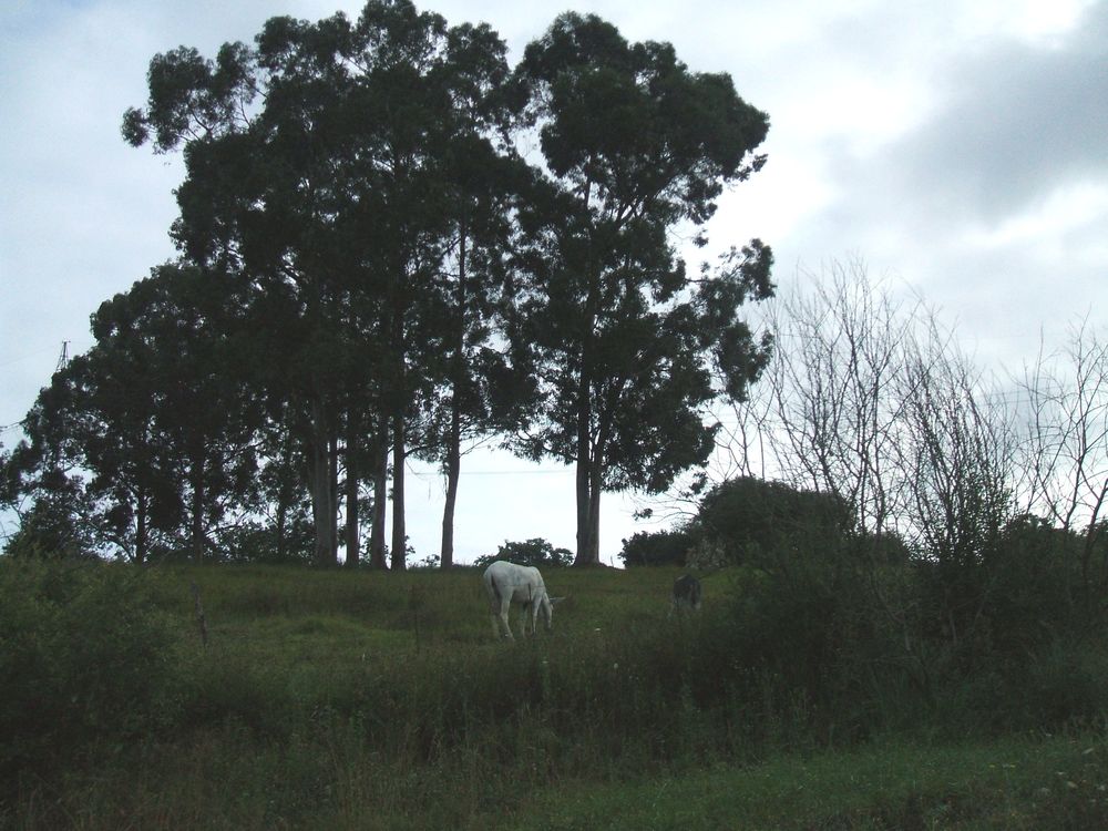 Foto de Guarnizo (Cantabria), España