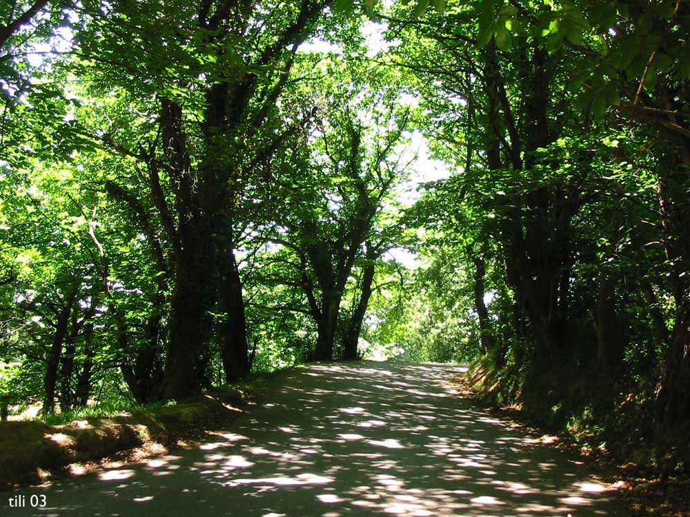 Foto de La Manjoya (Asturias), España