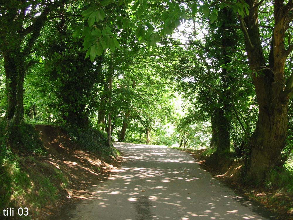 Foto de La Manjoya (Asturias), España