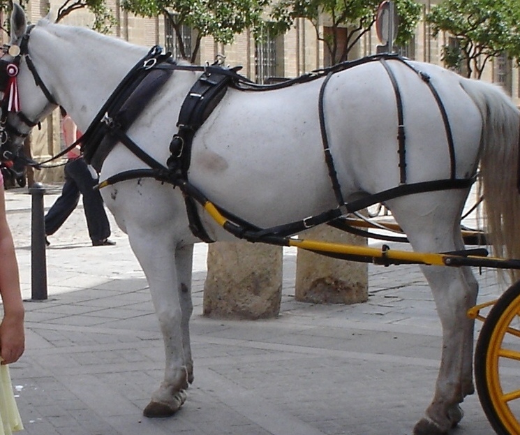 Foto de Sevilla (Andalucía), España