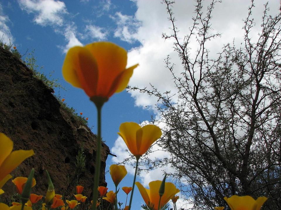 Foto de Curacaví, Chile