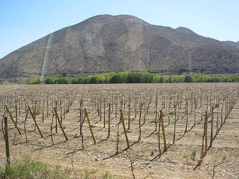 Foto de Vicuña, Chile