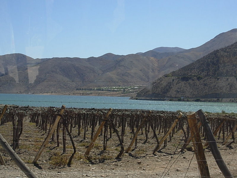 Foto de Vicuña, Chile