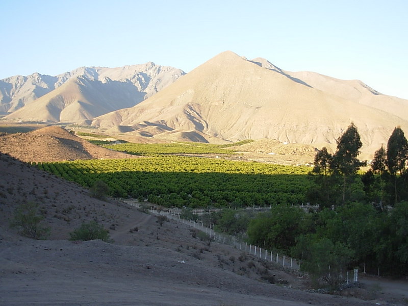 Foto de Vicuña, Chile