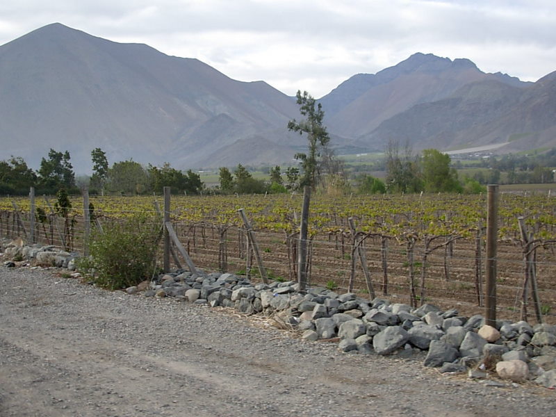 Foto de Vicuña, Chile