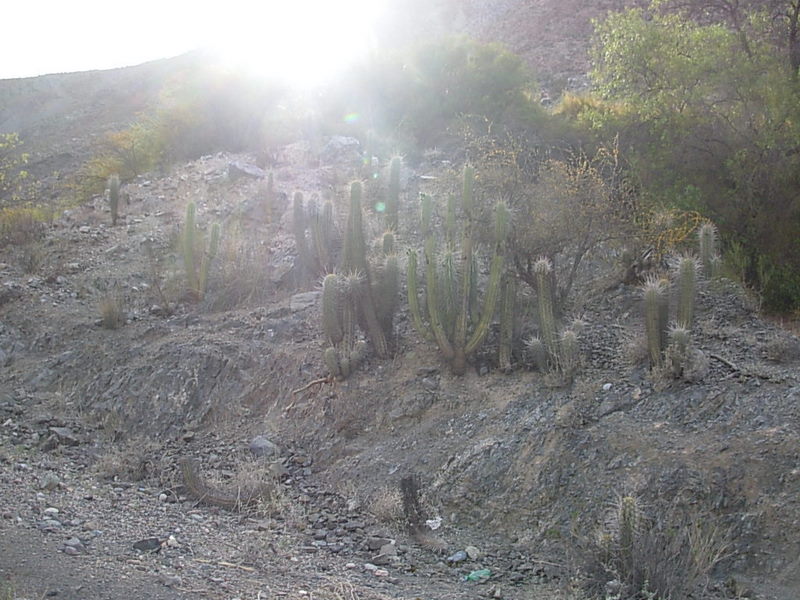 Foto de Vicuña, Chile