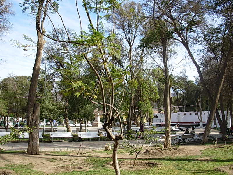 Foto de Vicuña, Chile