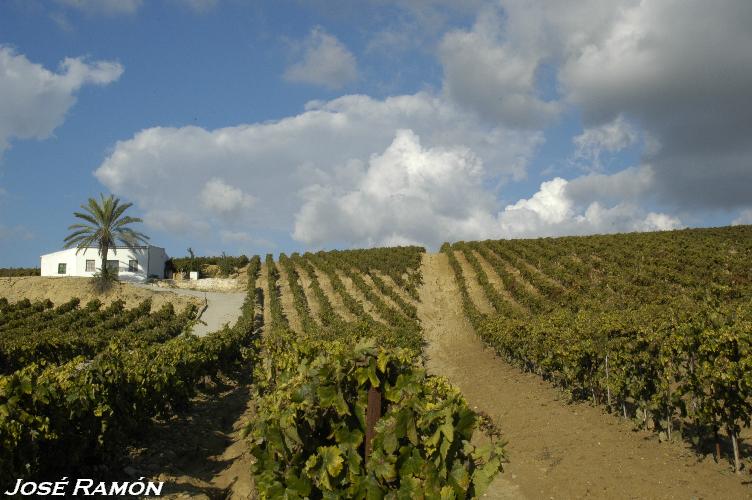 Foto de Jerez de la Frontera (Cádiz), España