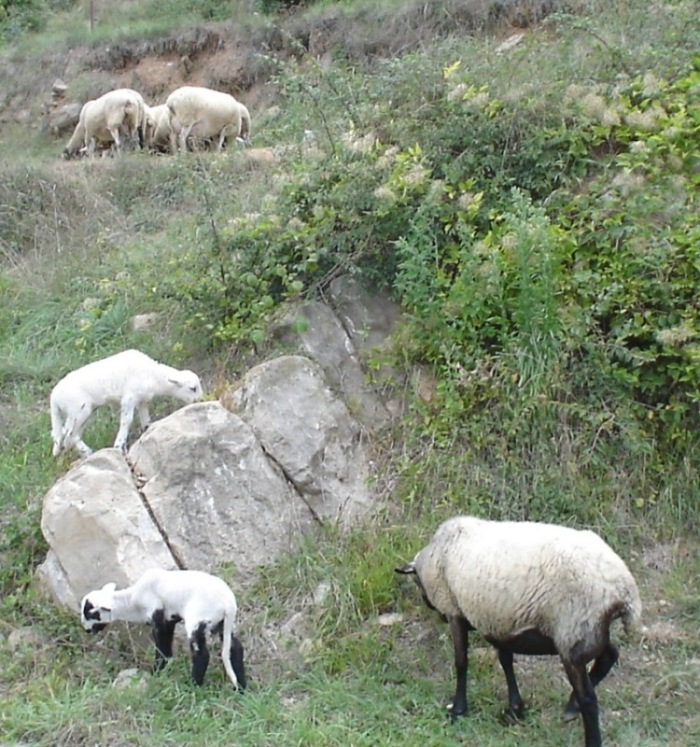 Foto de Campdevànol (Girona), España