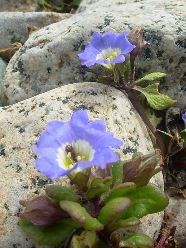 Foto de Algarrobo, Chile