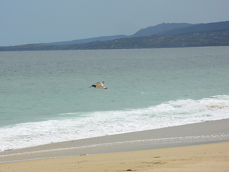 Foto de Algarrobo, Chile