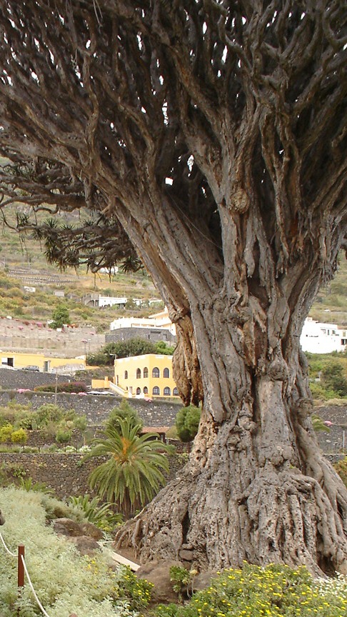 Foto de Tenerife (Santa Cruz de Tenerife), España