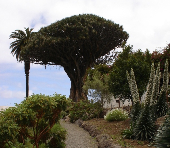 Foto de Tenerife (Santa Cruz de Tenerife), España