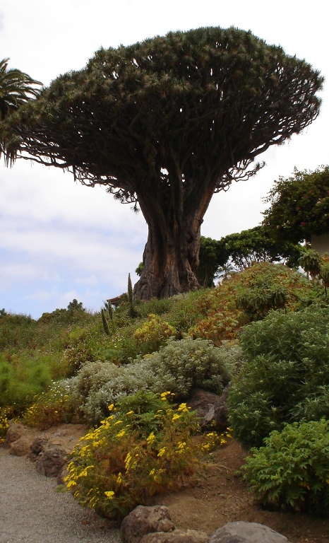 Foto de Tenerife (Santa Cruz de Tenerife), España