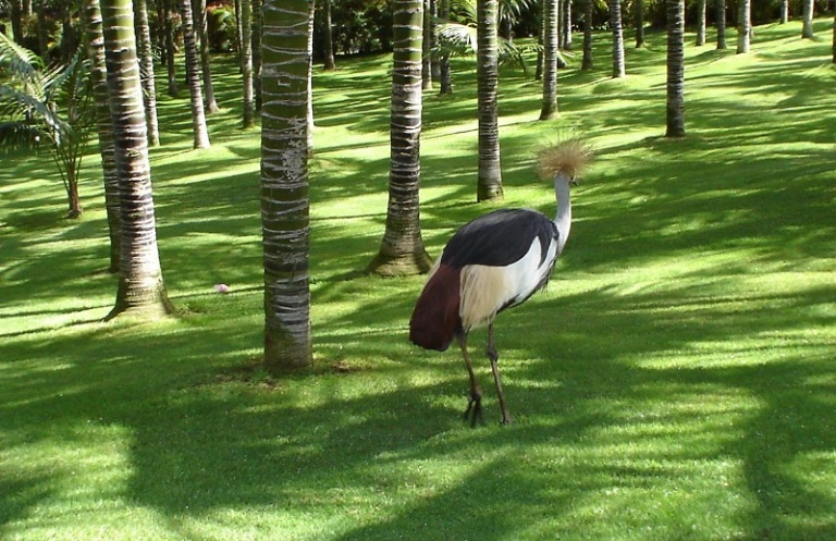 Foto de Tenerife (Santa Cruz de Tenerife), España