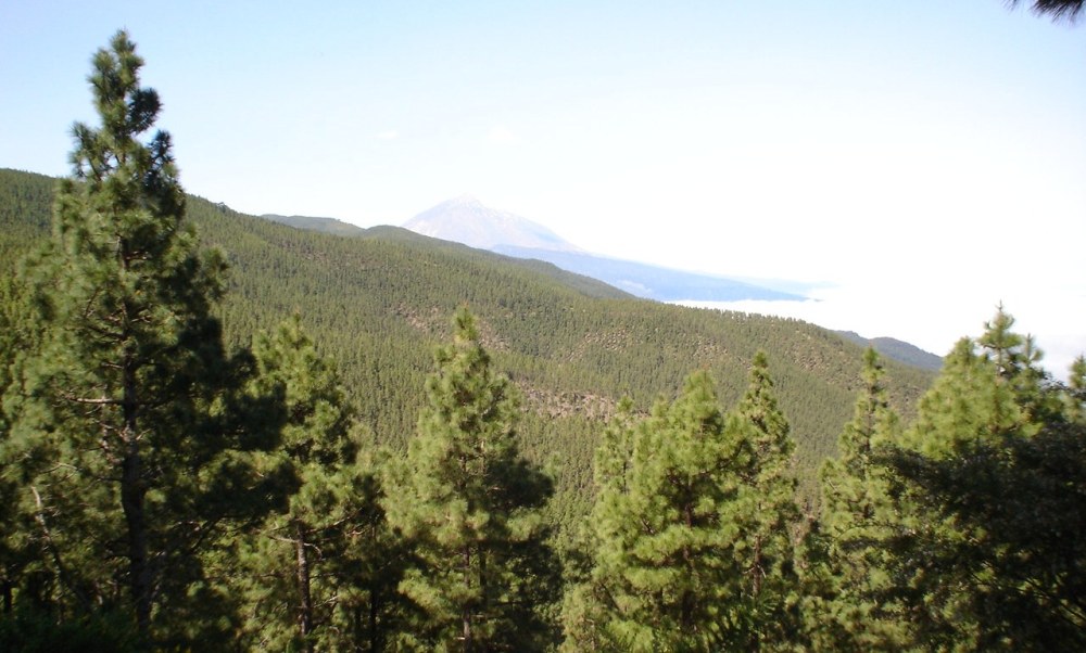 Foto de Tenerife (Santa Cruz de Tenerife), España