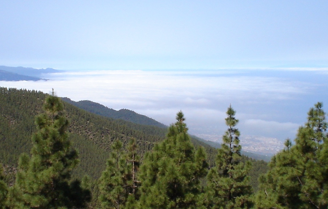 Foto de Tenerife (Santa Cruz de Tenerife), España