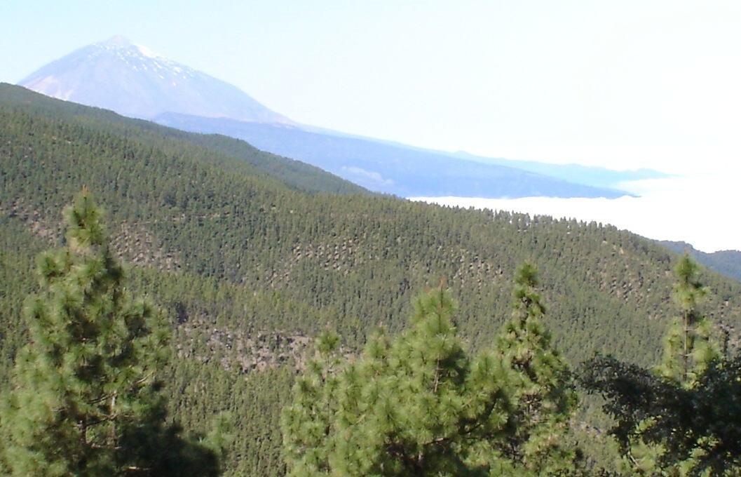 Foto de Tenerife (Santa Cruz de Tenerife), España