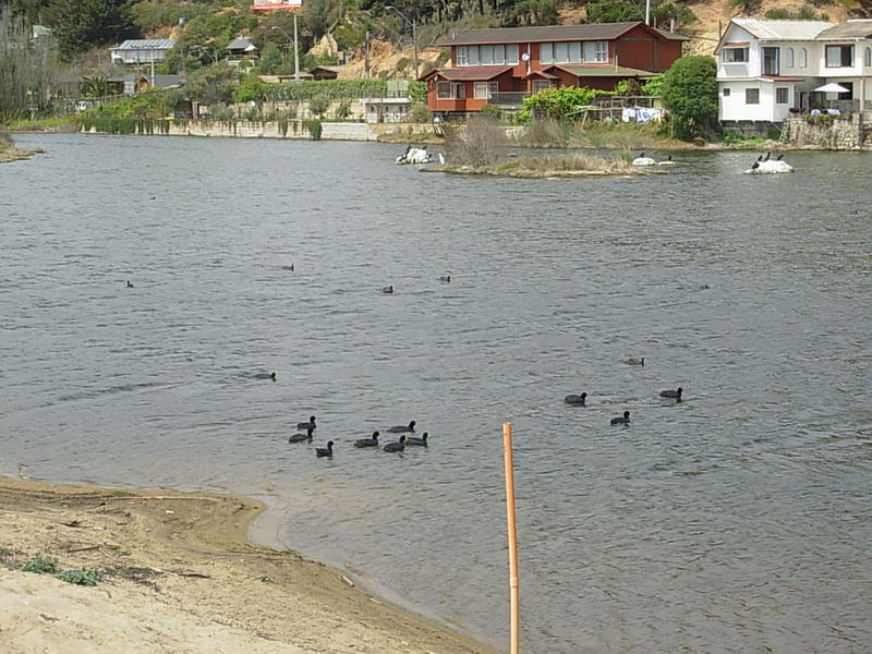 Foto de Algarrobo, Chile