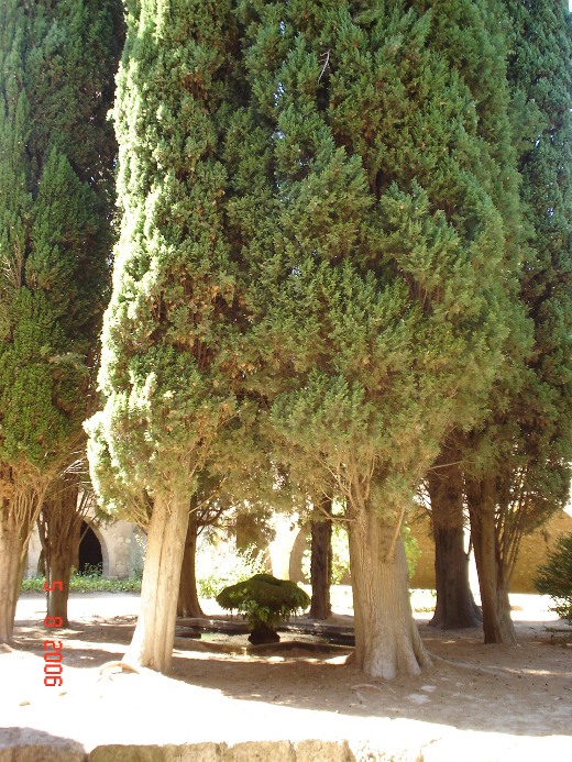 Foto de Santes Creus (Tarragona), España