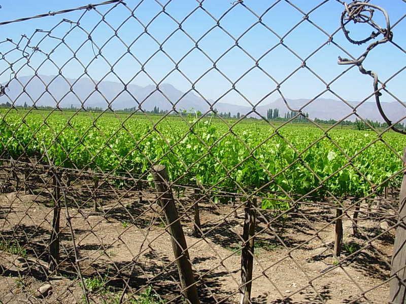 Foto de Curimon, Chile