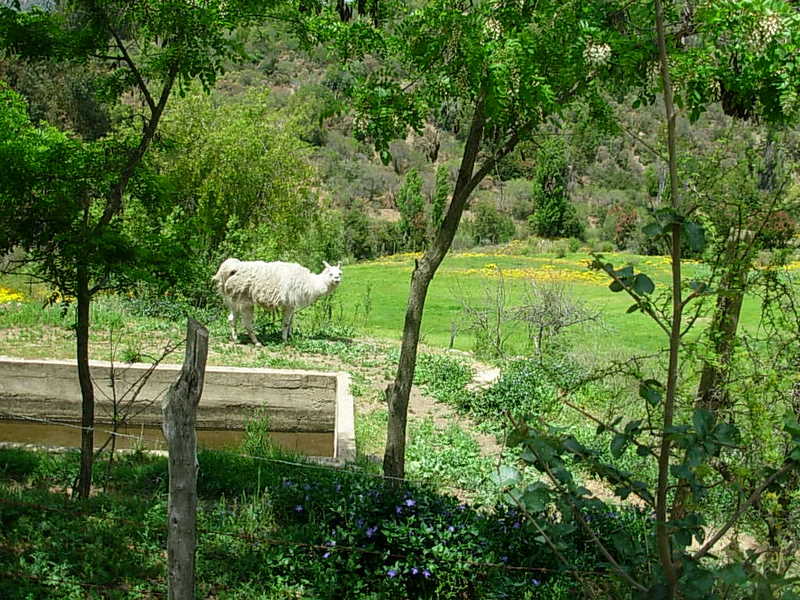 Foto de Colliguay, Chile