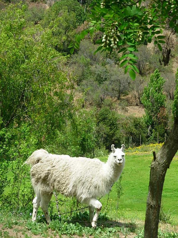 Foto de Colliguay, Chile