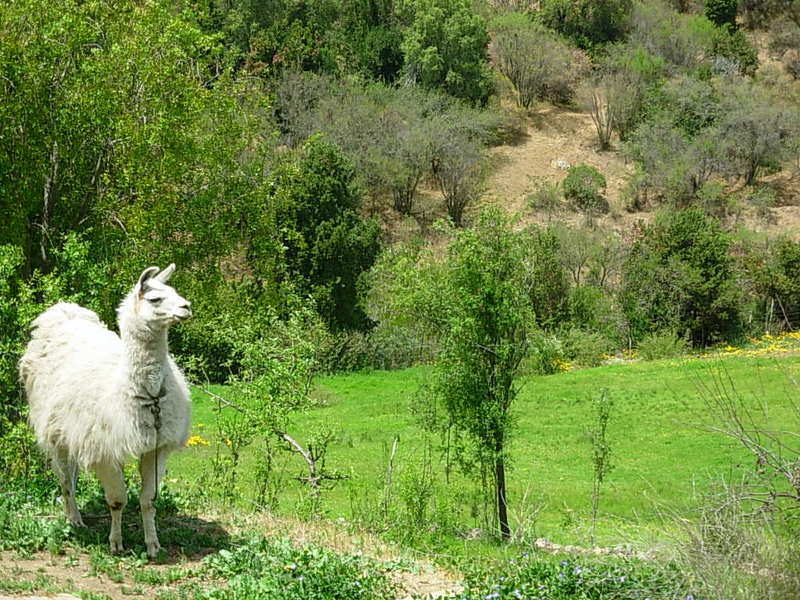 Foto de Colliguay, Chile