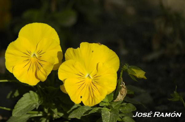 Foto de Jerez de la Frontera (Cádiz), España