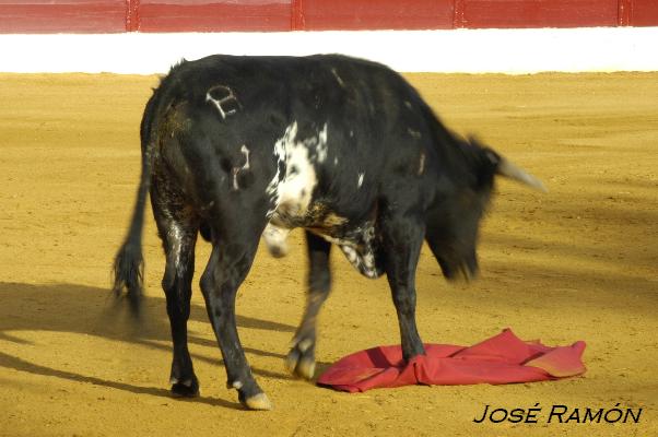 Foto de Jerez de la Frontera (Cádiz), España