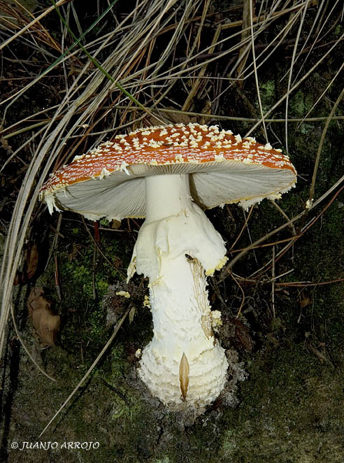 Foto de Asturias, España