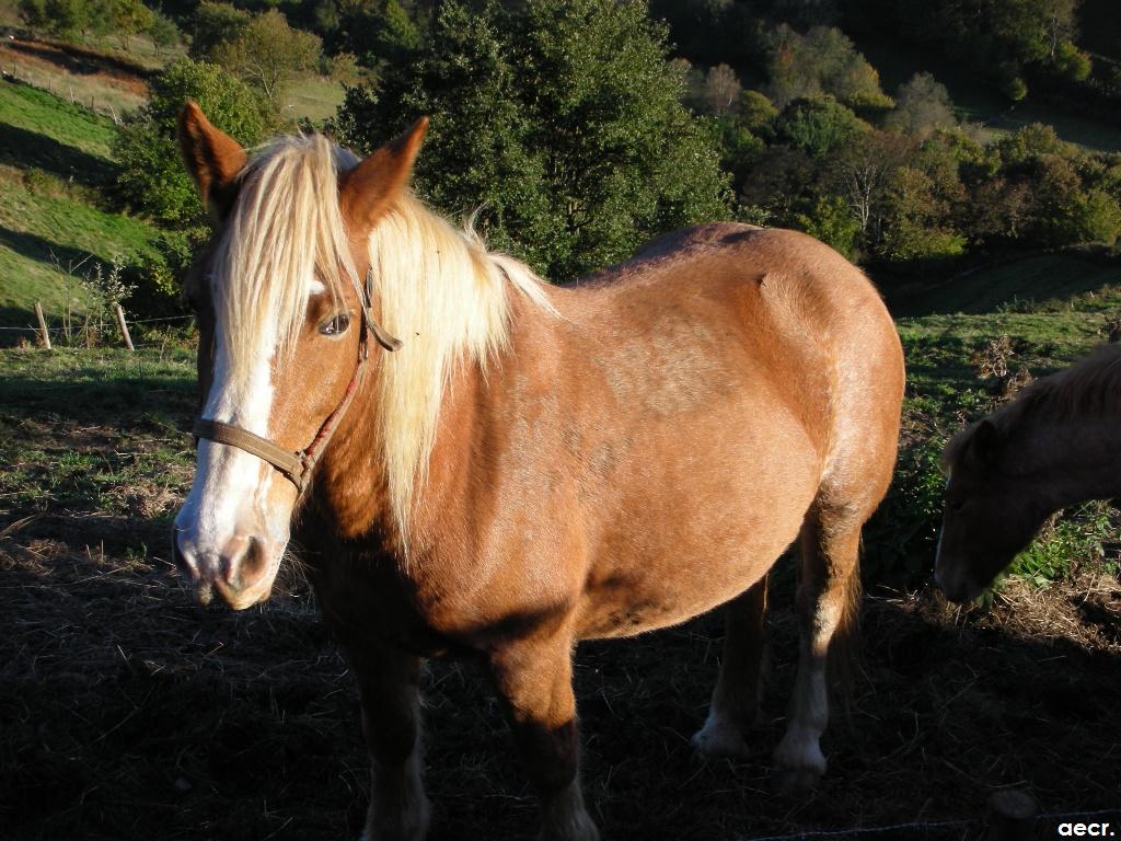 Foto de Pola de Allande (Asturias), España