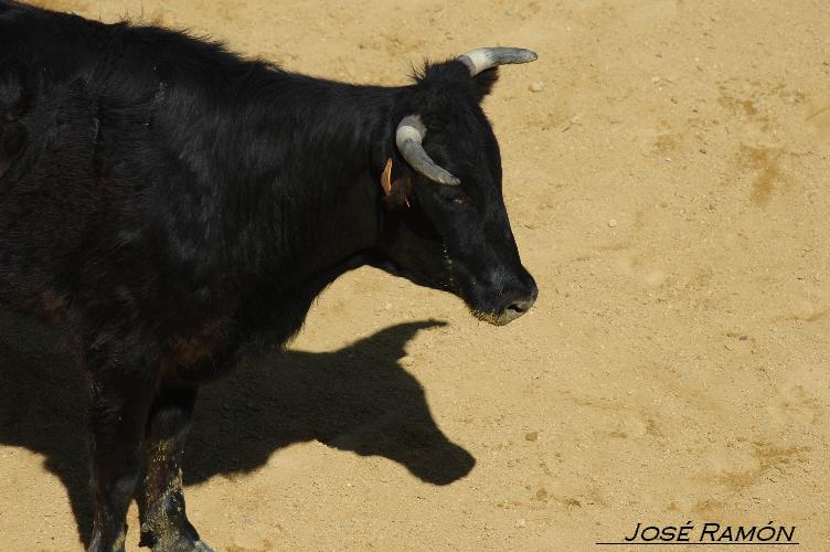 Foto de Jerez de la Frontera (Cádiz), España