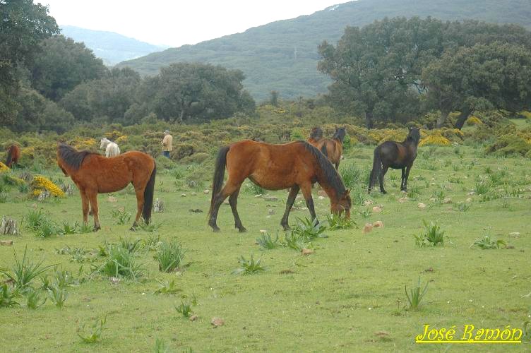 Foto de Algeciras (Cádiz), España