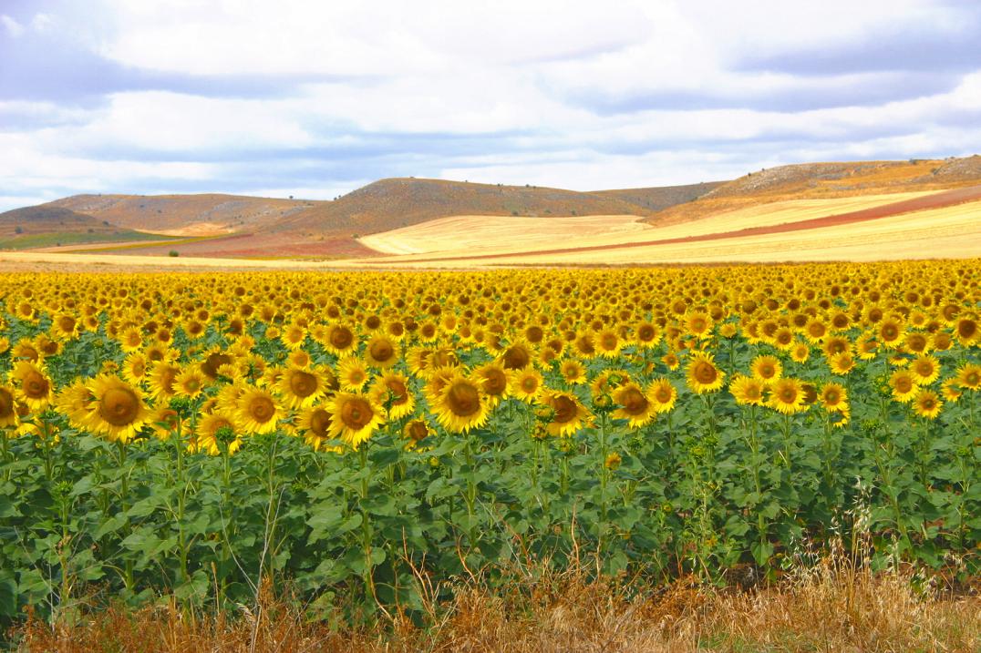 Foto de Casillas de Berlanga (Soria), España