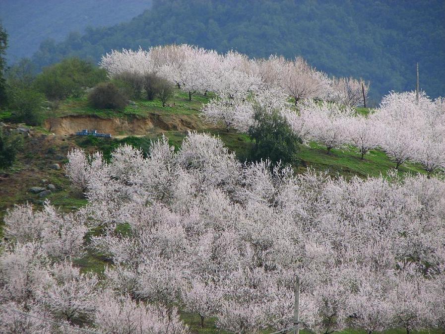 Foto de Curacaví, Chile