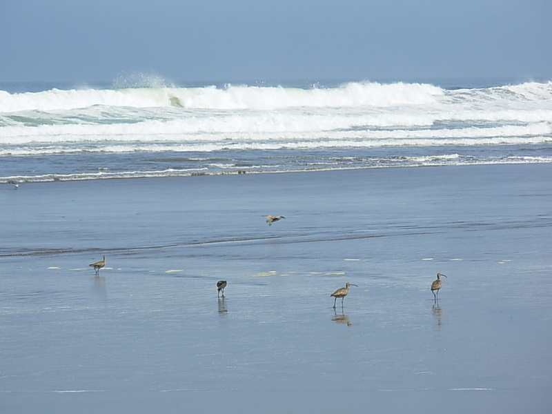 Foto de Maitencillo, Chile